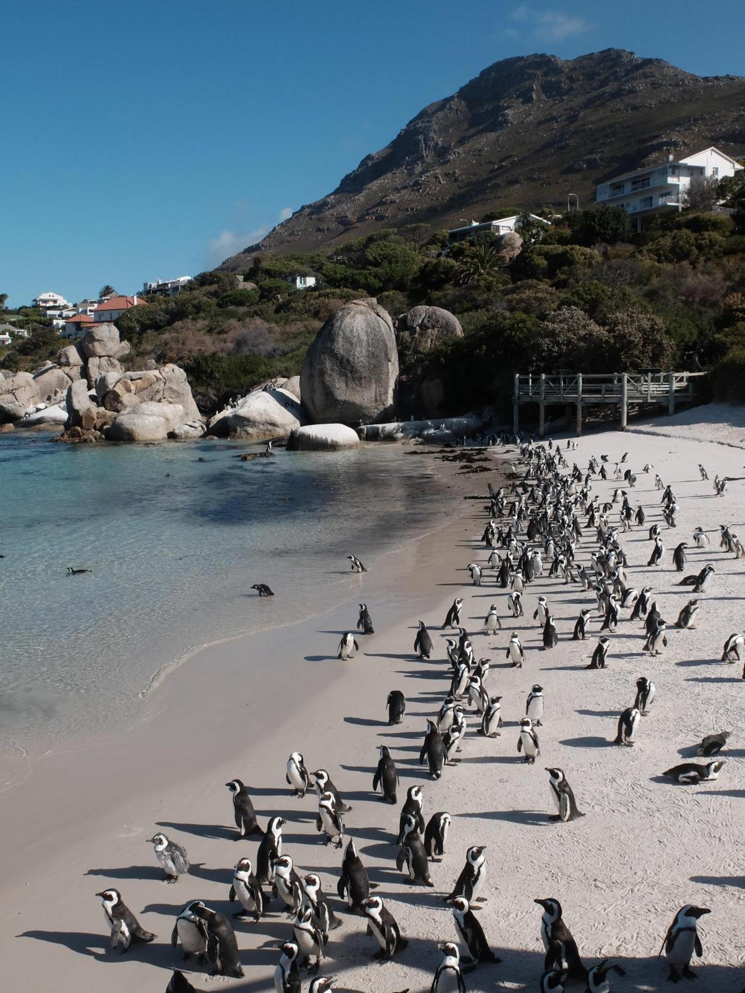 Penguin Haven . Luxury 2 Bedroom, Boulders Beach. Cape Town Ngoại thất bức ảnh